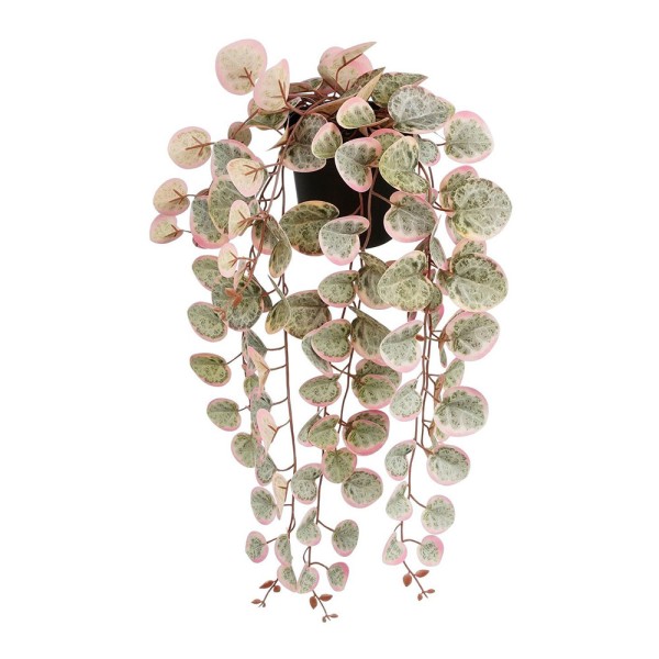 Maceta colgante ceropegia woodii collar de corazones rosa, 12 x 10 x 46 cm
